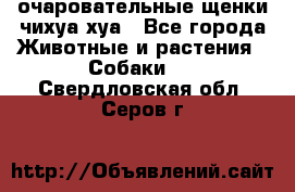 очаровательные щенки чихуа-хуа - Все города Животные и растения » Собаки   . Свердловская обл.,Серов г.
